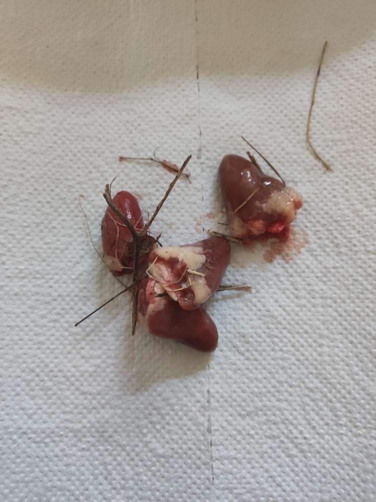 Giftköder-Rohes Fleisch auf Wiese-Profilbild