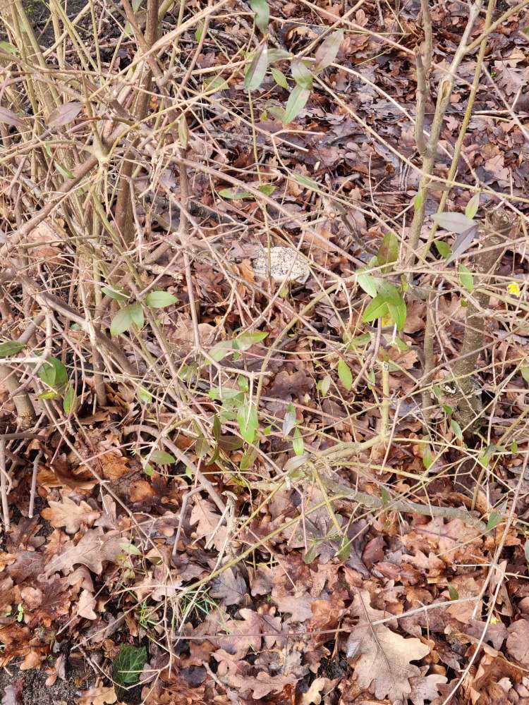 Giftköder-Giftköder-Profilbild