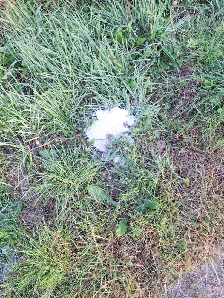 Giftköder-Mettbällchen mit Pulver-Profilbild