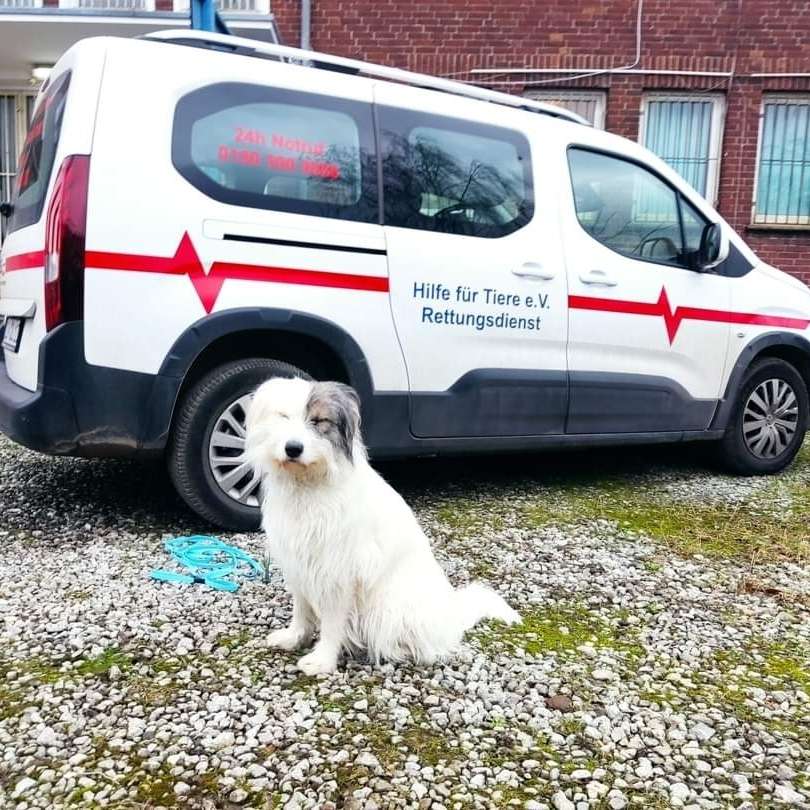 Hundetreffen-Tierkrankenwagen vorstellen-Profilbild