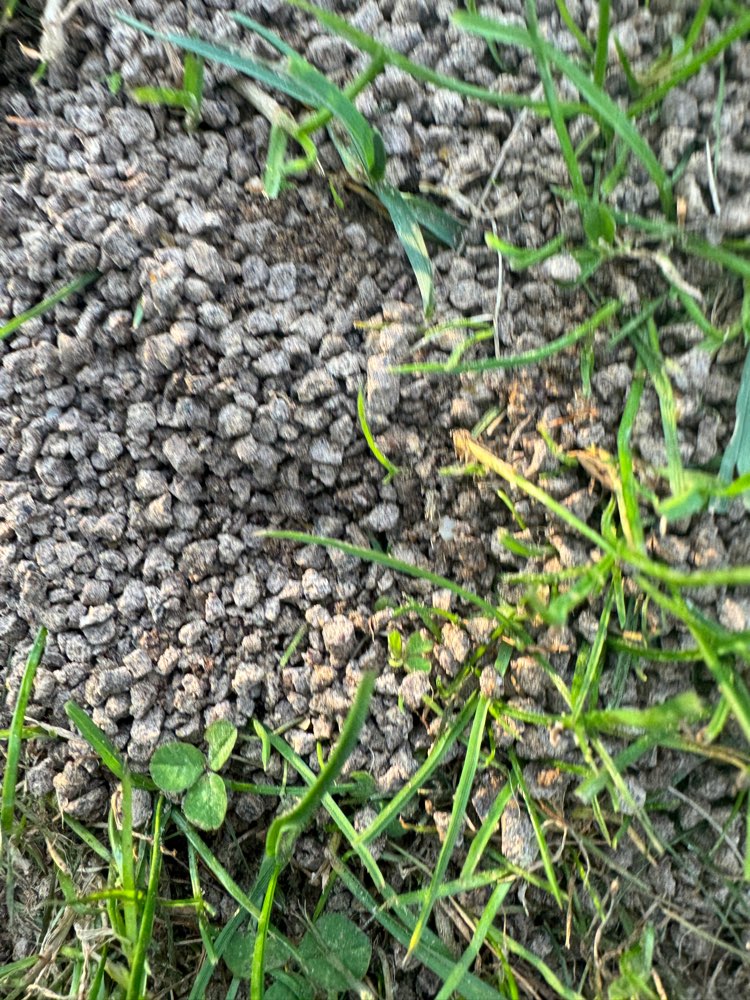 Giftköder-Ratten Gift/Dünger-Profilbild