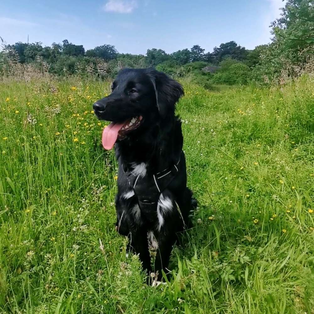 Hundetreffen-Balgen und Spazieren, suche Gleichgesinnten Mittäter 😉-Profilbild