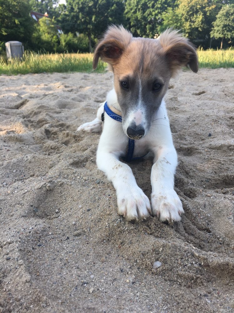 Hundetreffen-Windhunde gesucht-Profilbild