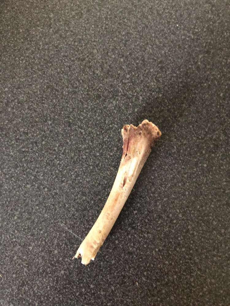 Giftköder-Ausgelegter Knochen-Profilbild