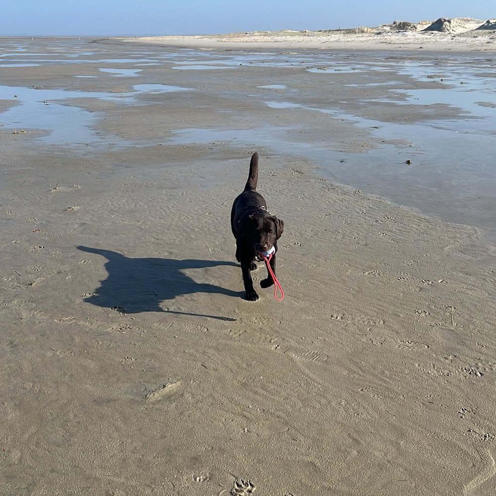 Hundetreffen-Übungsspaziergang oder / und regelmäßige Gassirunde-Profilbild