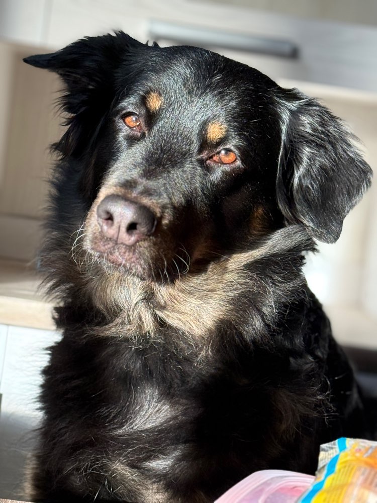 Hundetreffen-Suche Gassi Freunde-Profilbild