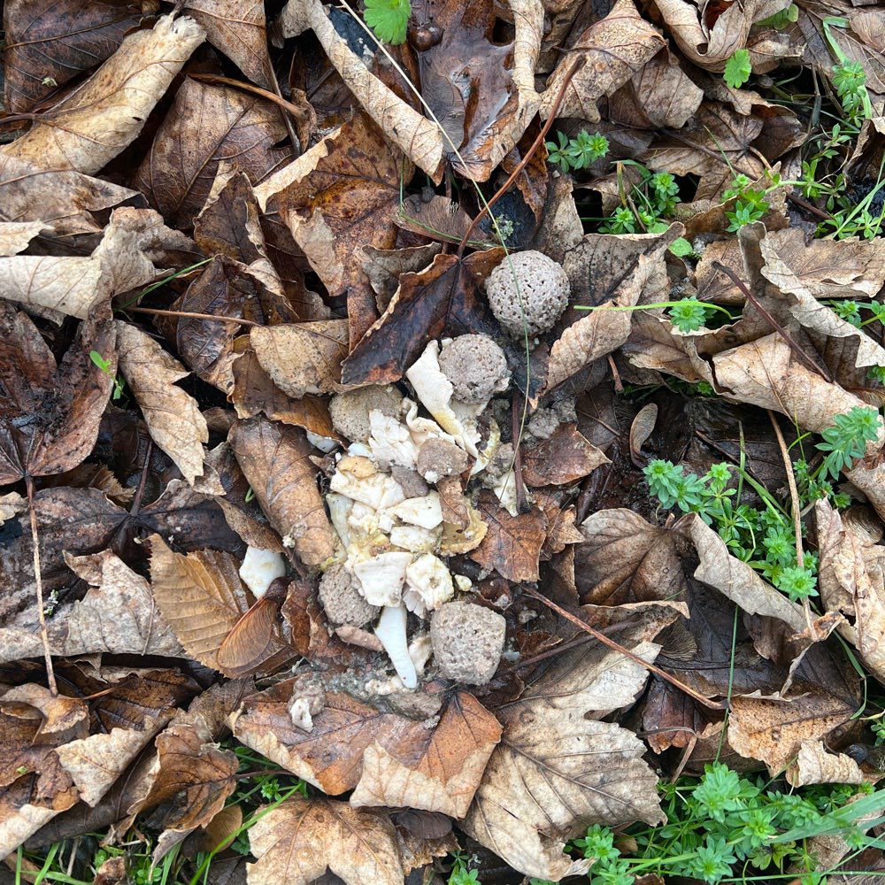 Giftköder-Fleisch und Kugeln ausgelegt-Profilbild