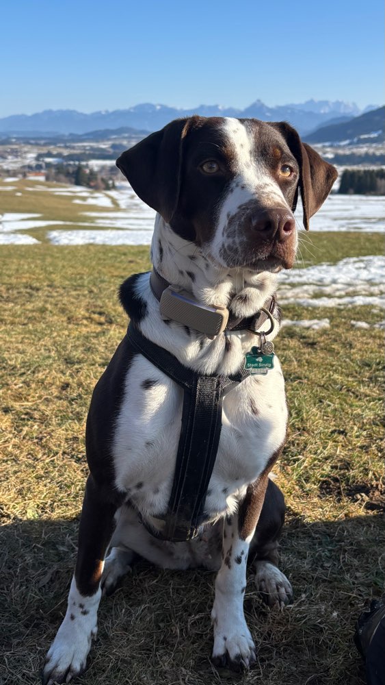 Hundetreffen-Social Walk-Profilbild