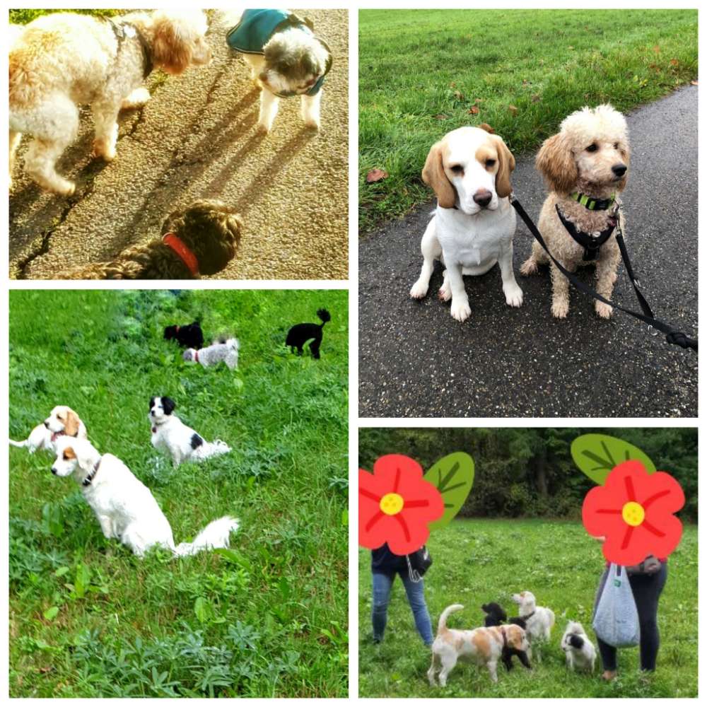 Hundetreffen-🐾KLEINE HUNDE TREFF🐾-Profilbild