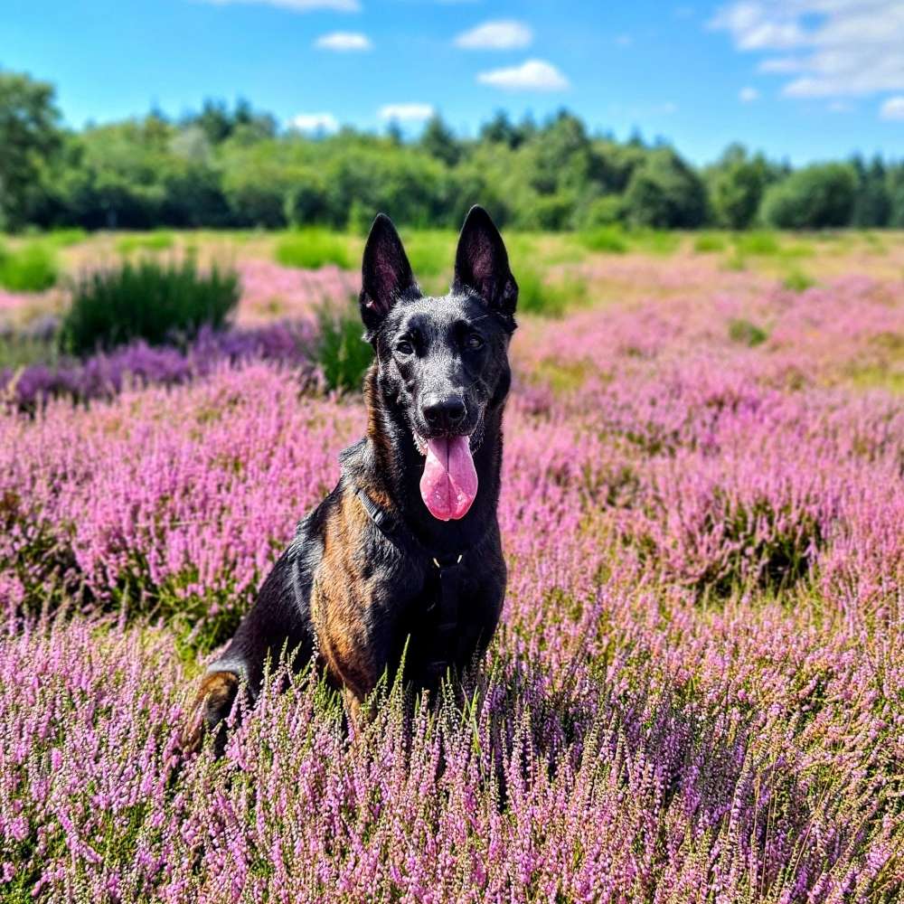 Hundetreffen-Hundebegegnungen üben-Profilbild