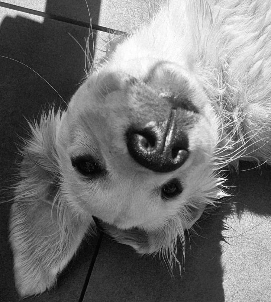 Hundetreffen-Retriever/ ruhige große Hunde-Profilbild