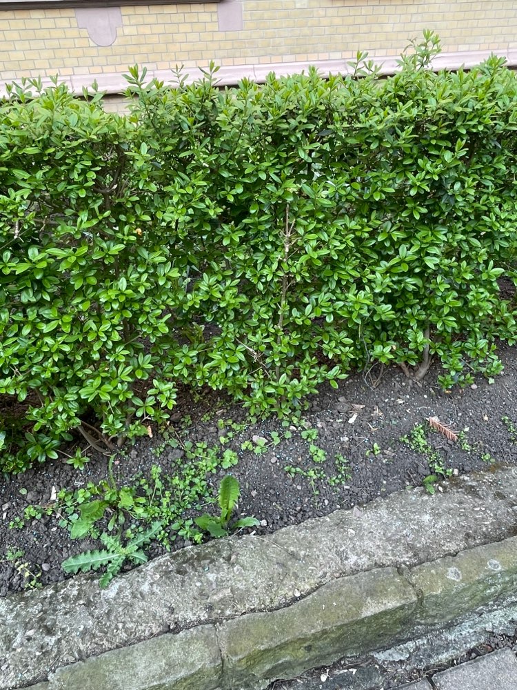 Giftköder-Schneckenkorn-Profilbild