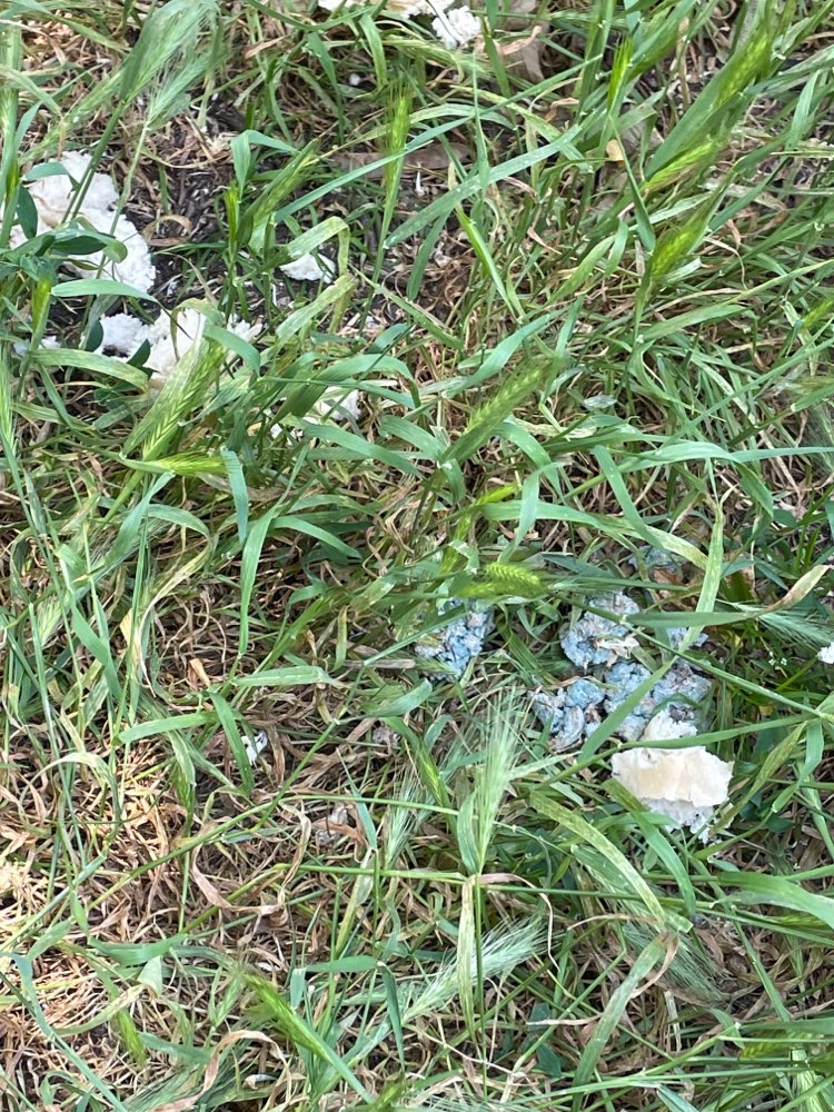 Giftköder-Brötchen blauen Spuren-Profilbild