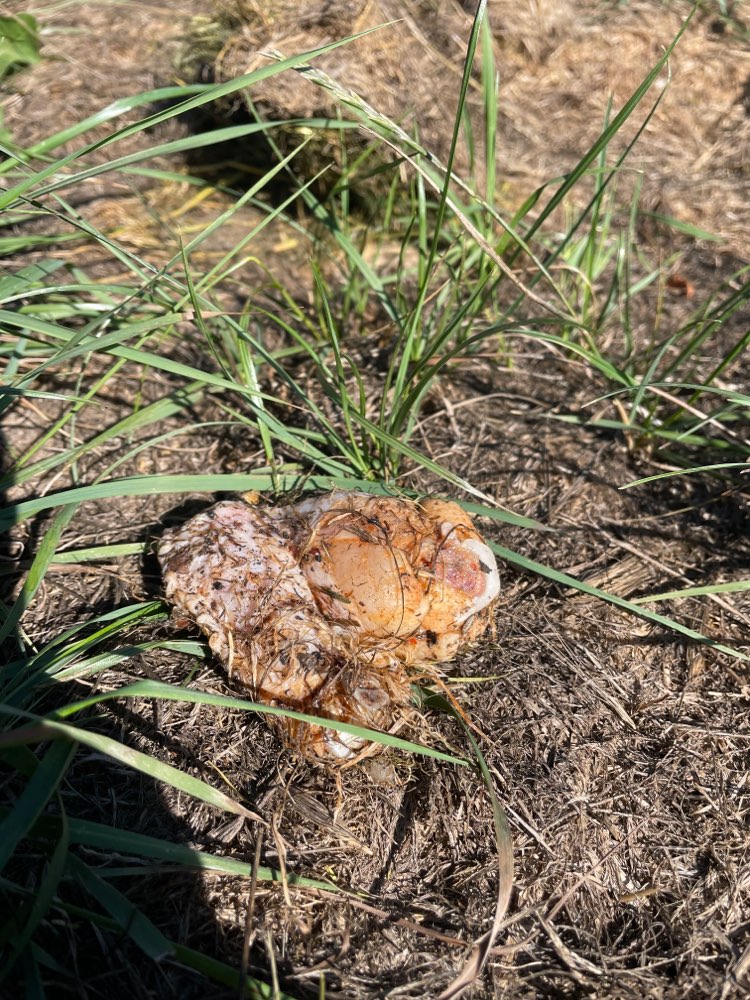 Giftköder-Rohes Fleisch neben Hundewiese-Profilbild