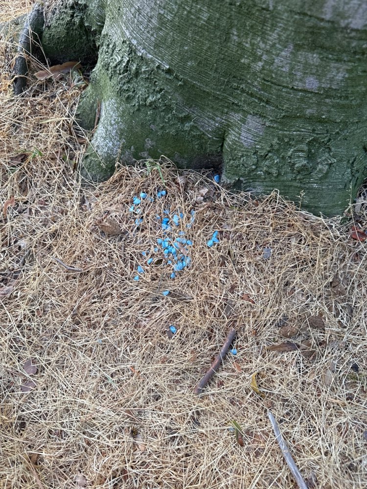 Giftköder-Erneut Giftköder-Profilbild