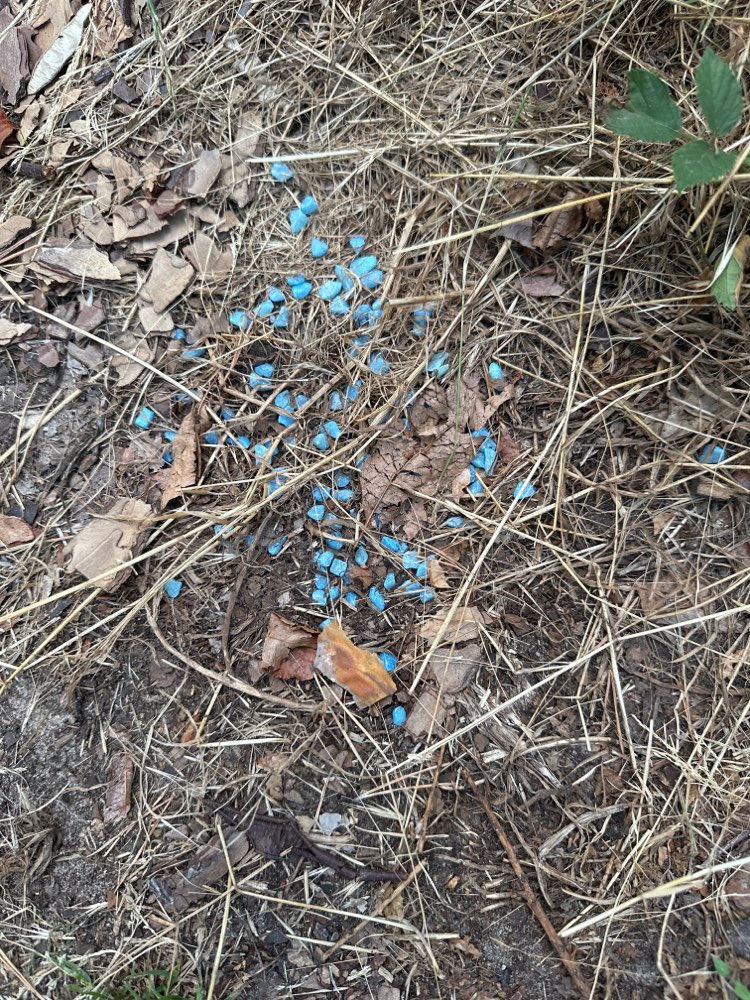 Giftköder-Nochmals Giftköder-Profilbild