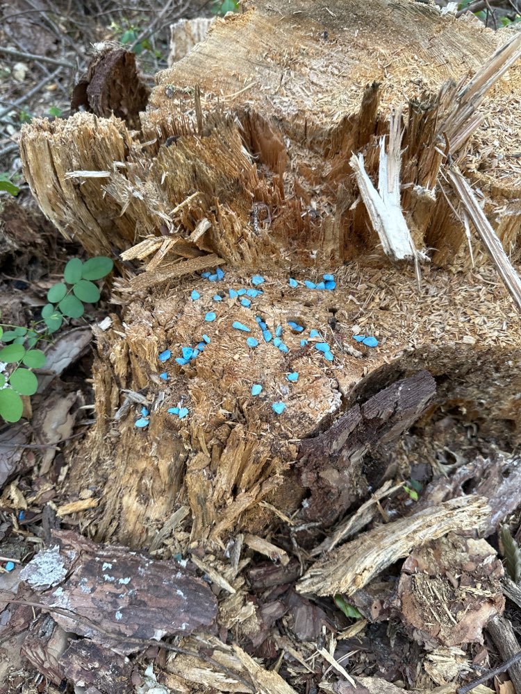 Giftköder-Neuer Giftköder-Profilbild