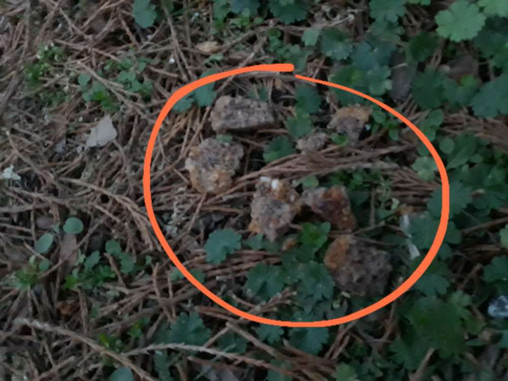 Giftköder-Präparierte Granulatbrocken Stadtpark-Profilbild