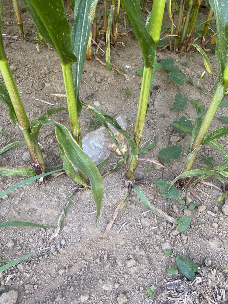 Giftköder-Giftköder-Profilbild