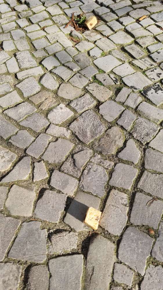 Giftköder-Reisköder Dorotheenstraße-Profilbild