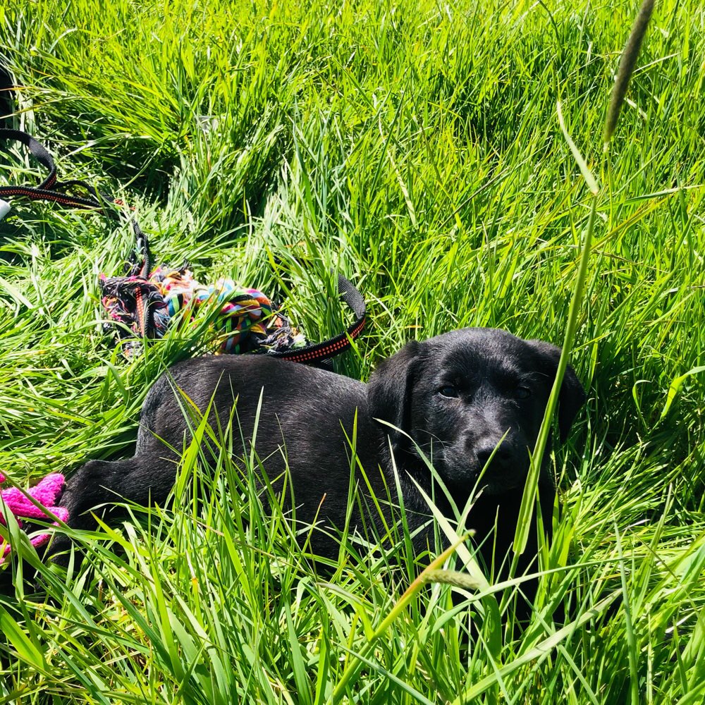 Hundetreffen-Welpentreffen in Hitdorf-Profilbild