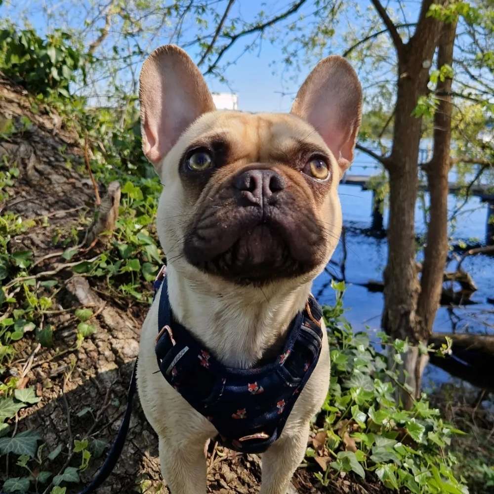 Hundetreffen-Spielpartner gesucht-Profilbild