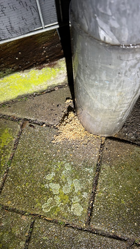 Giftköder-Seltsame Häufchen einzeln verteilt-Profilbild