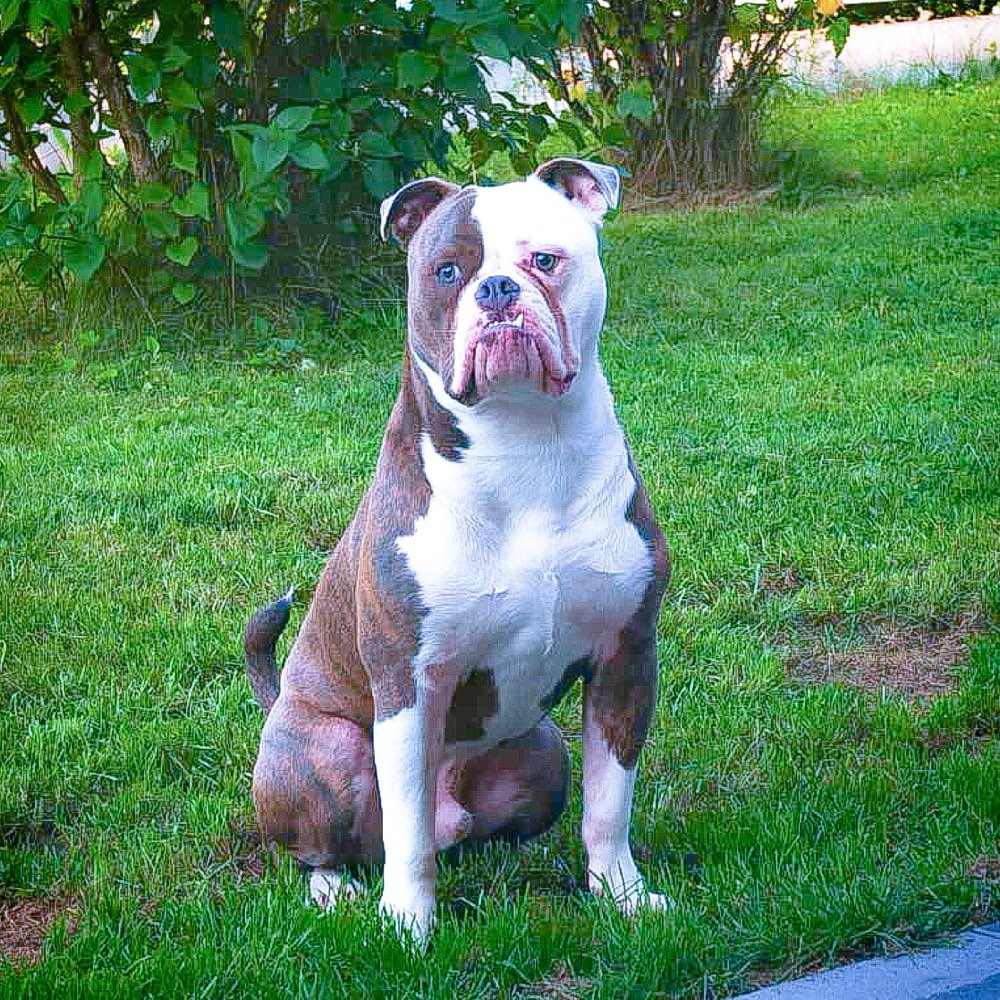 Hundetreffen-Treffen mit unserem Drax-Profilbild