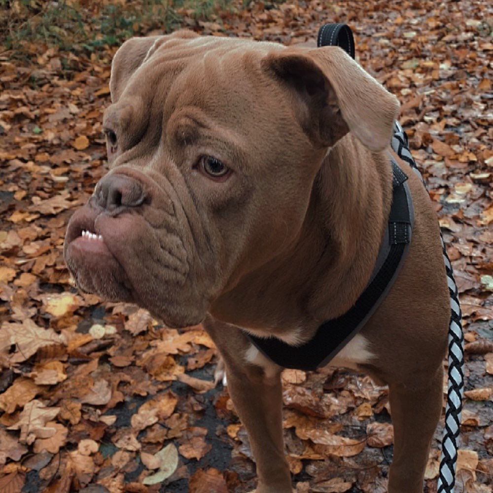 Hundetreffen-Jackson sucht aufgeschlossenen Freund-Profilbild