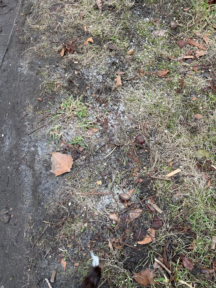 Giftköder-Weißes Pulver auf dem Weg-Profilbild