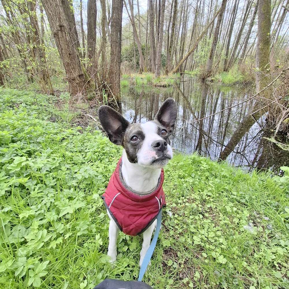 Hundetreffen-Spaziergang am Wochenende-Profilbild