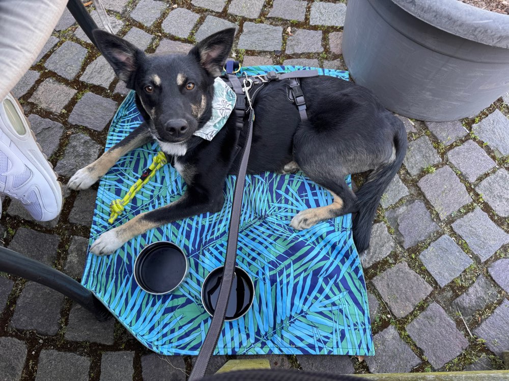 Hundetreffen-Spieltreff und Gassifreund gesucht-Profilbild