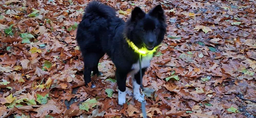 Hundetreffen-Zusammen Spatzieren gehen-Profilbild