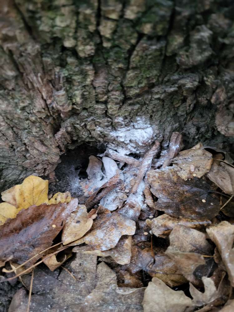 Giftköder-Weißes Pulver-Profilbild