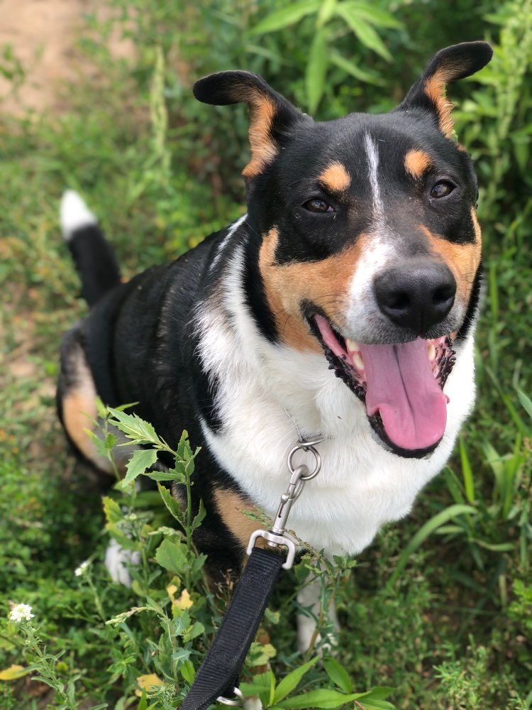 Hundetreffen-Spielrunde mit unserem Tyson-Profilbild