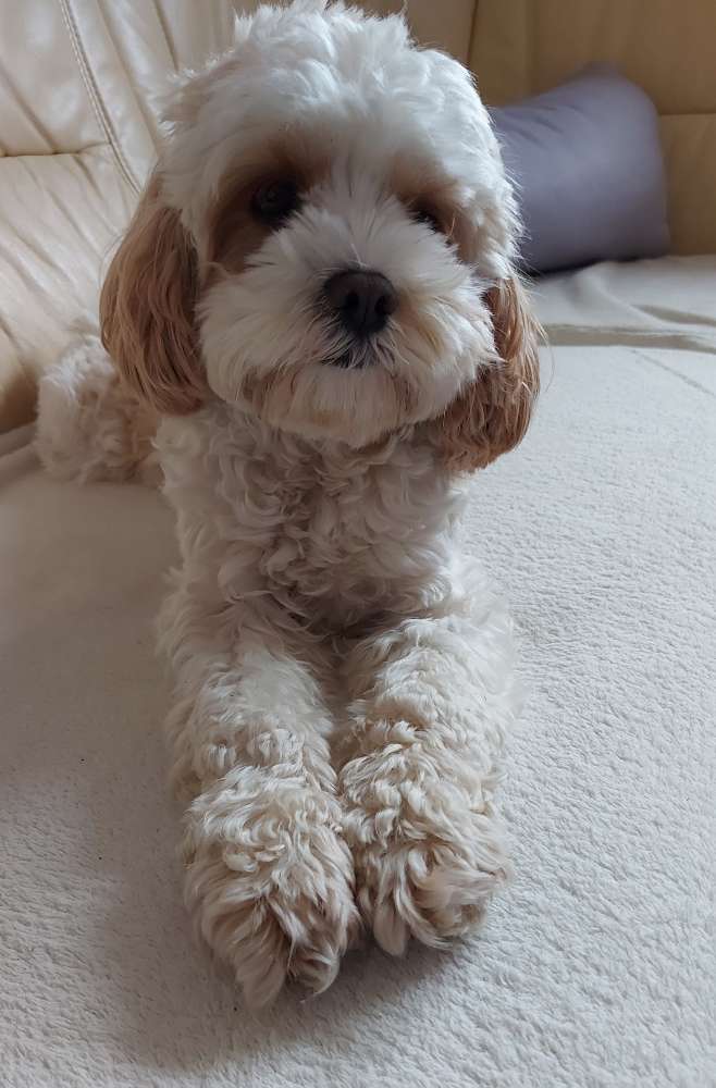 Hundetreffen-Gegenseitiges Dogsitting-Profilbild