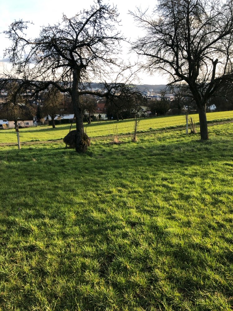 Giftköder-Ausgelegtes Fleisch-Profilbild