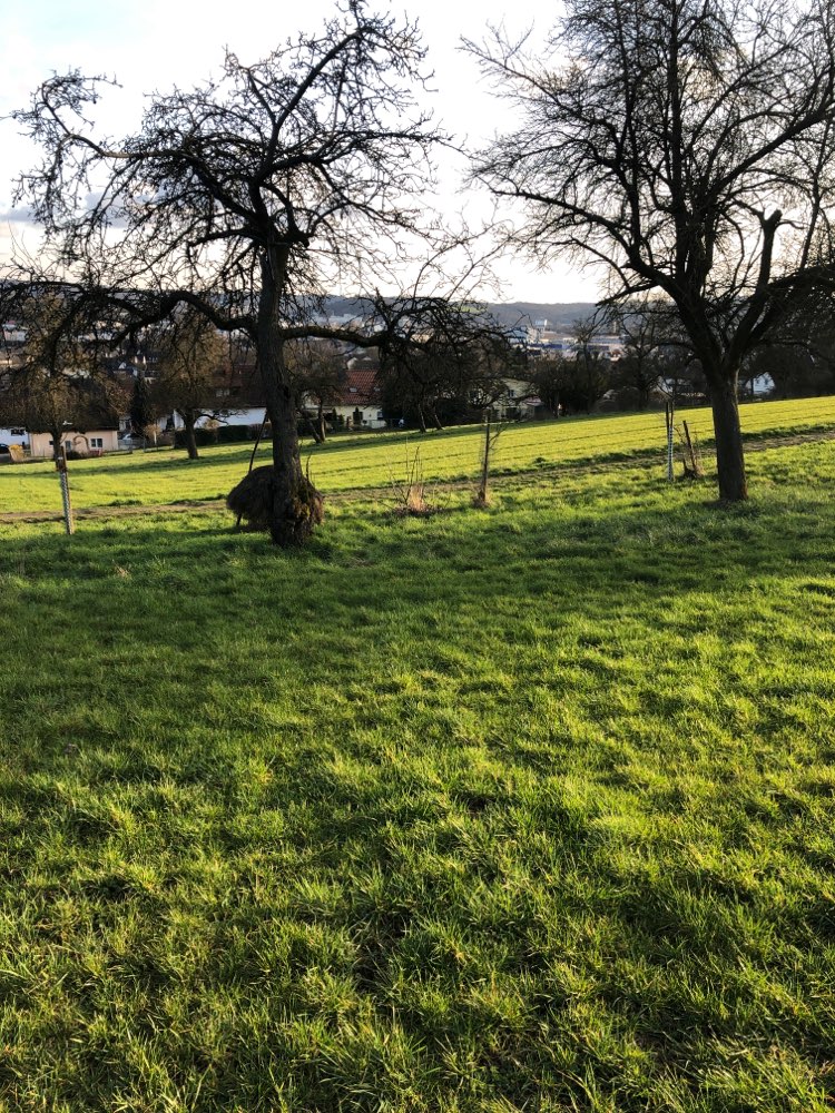 Giftköder-Ausgelegter Hähnchenschenkel-Profilbild