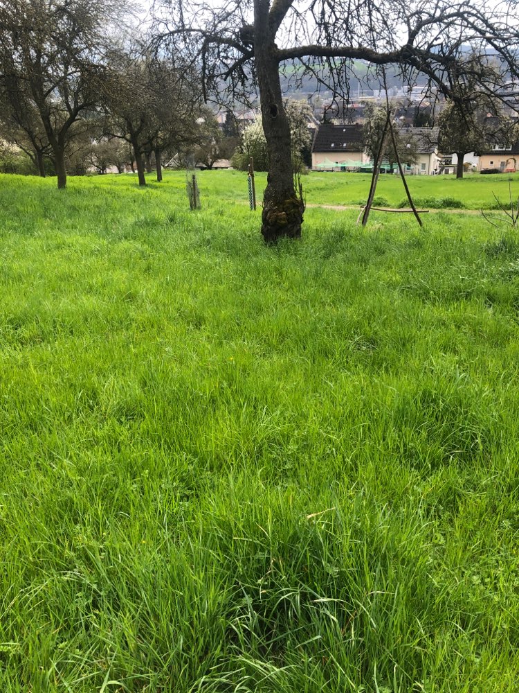 Giftköder-Fleisch mit Knochen-Profilbild