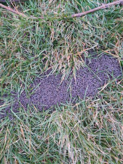 Giftköder-Pellets unbekannter Art-Profilbild