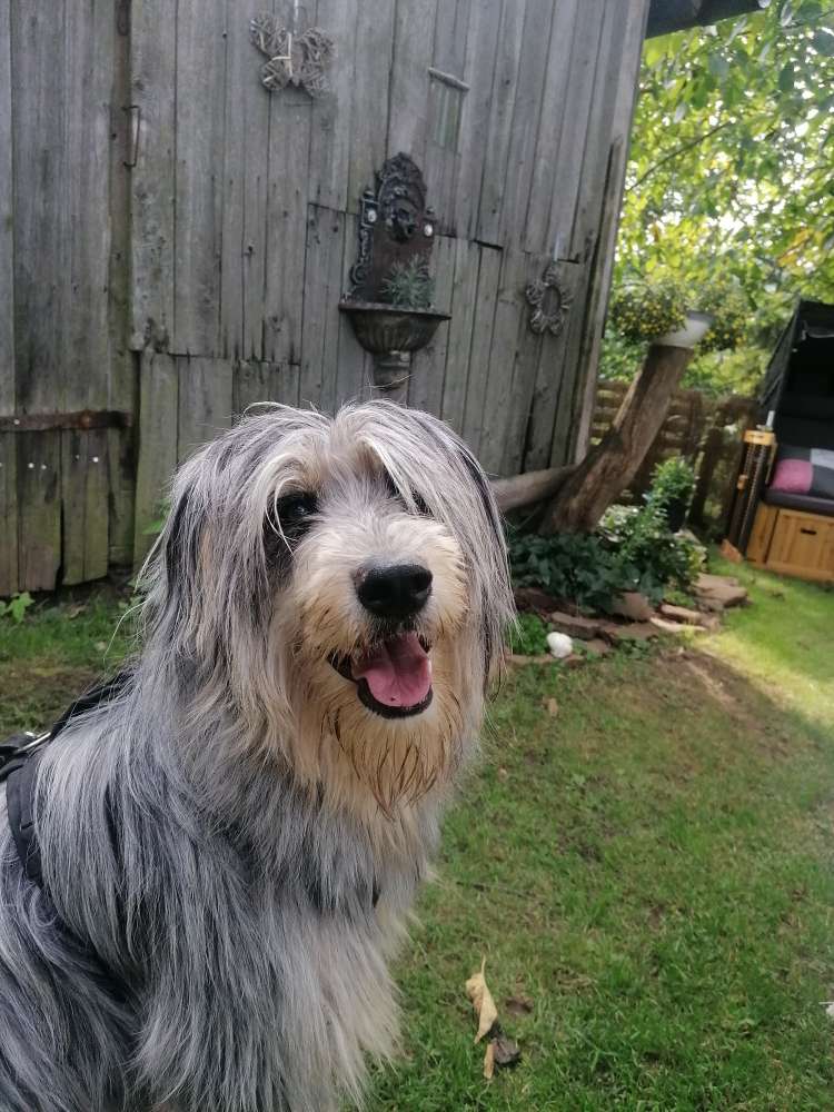 Hundetreffen-Vierbeiner Sozialiesieren-Profilbild