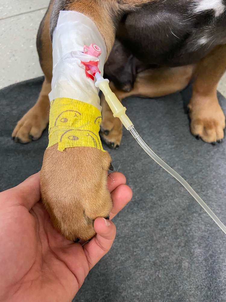 Giftköder-Giftköder-Profilbild