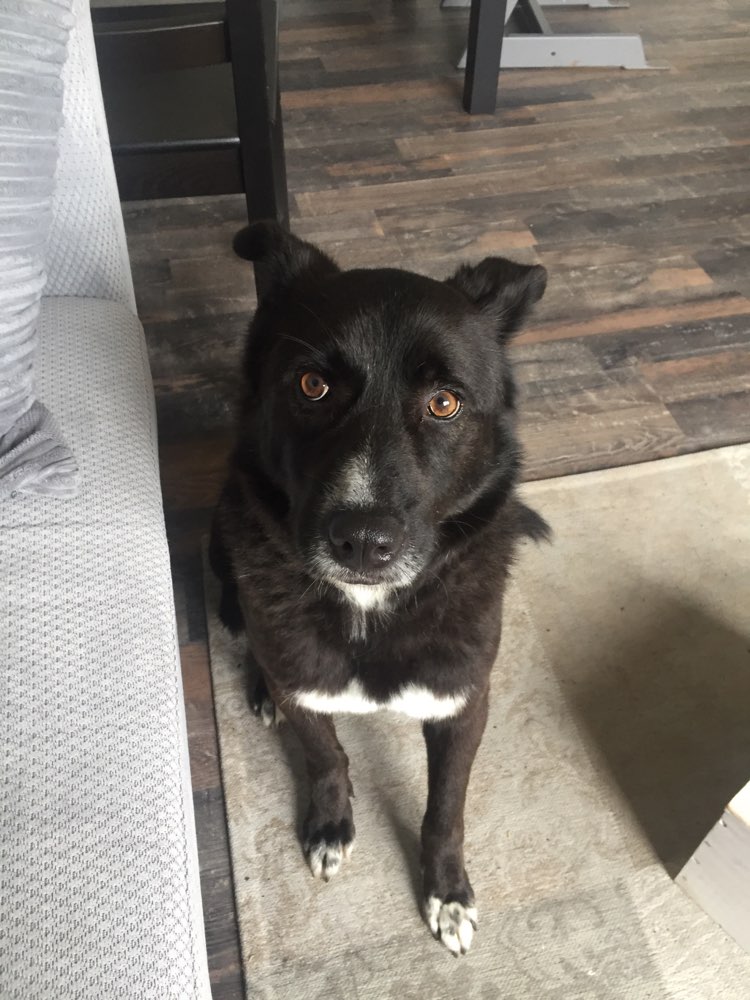 Hundetreffen-Tierschutz-Hunde aus dem Ausland. Wesensaustausch und Umgangsempfehlung mit ängstlichen Hunden.-Profilbild