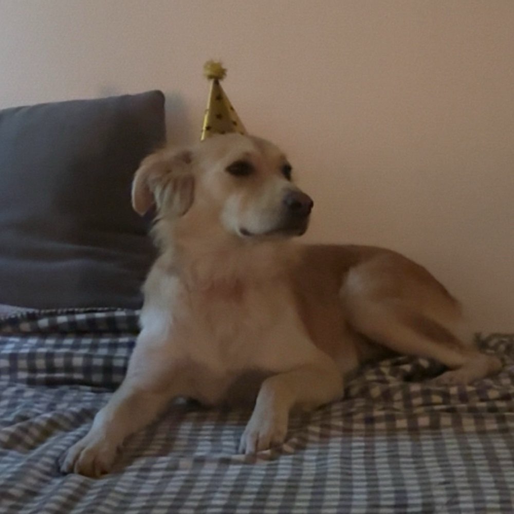 Hundetreffen-Spielgefährte für Kiana-Profilbild