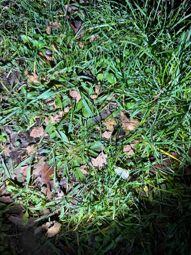 Giftköder-Evtl. Giftköder ?-Profilbild