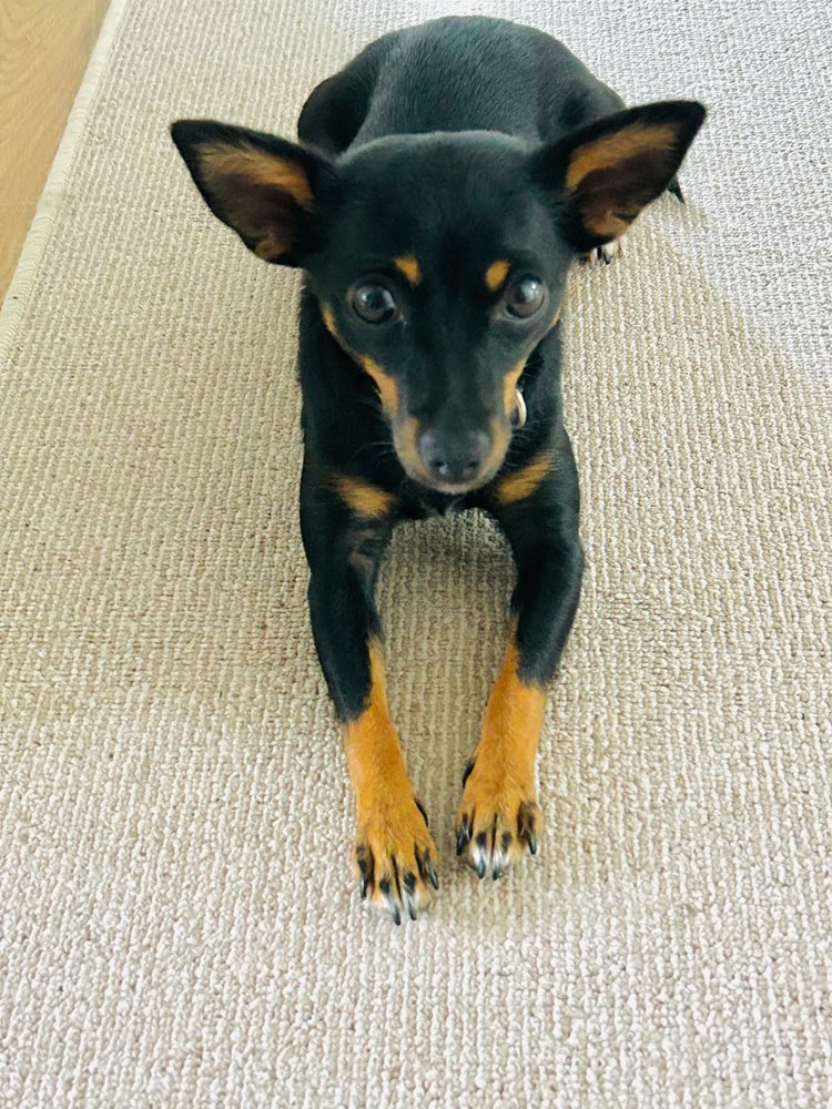 Hundetreffen-Gassirunde mit kleinen Hunden-Profilbild