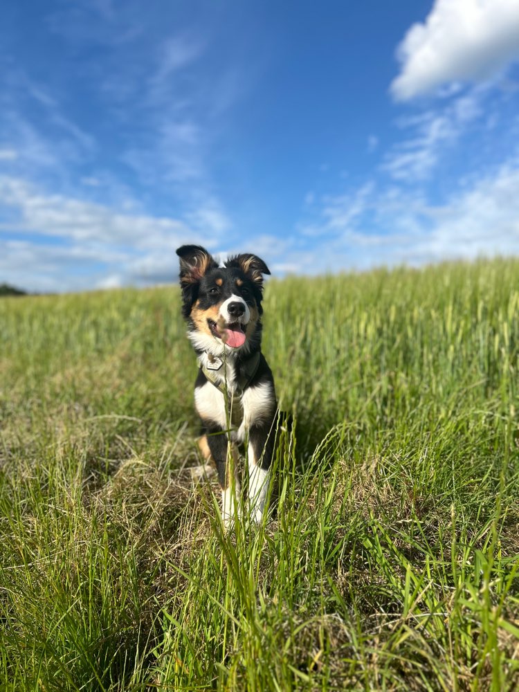 Hundetreffen-Hundefreund/in und Trainingspartner/in gesucht-Profilbild