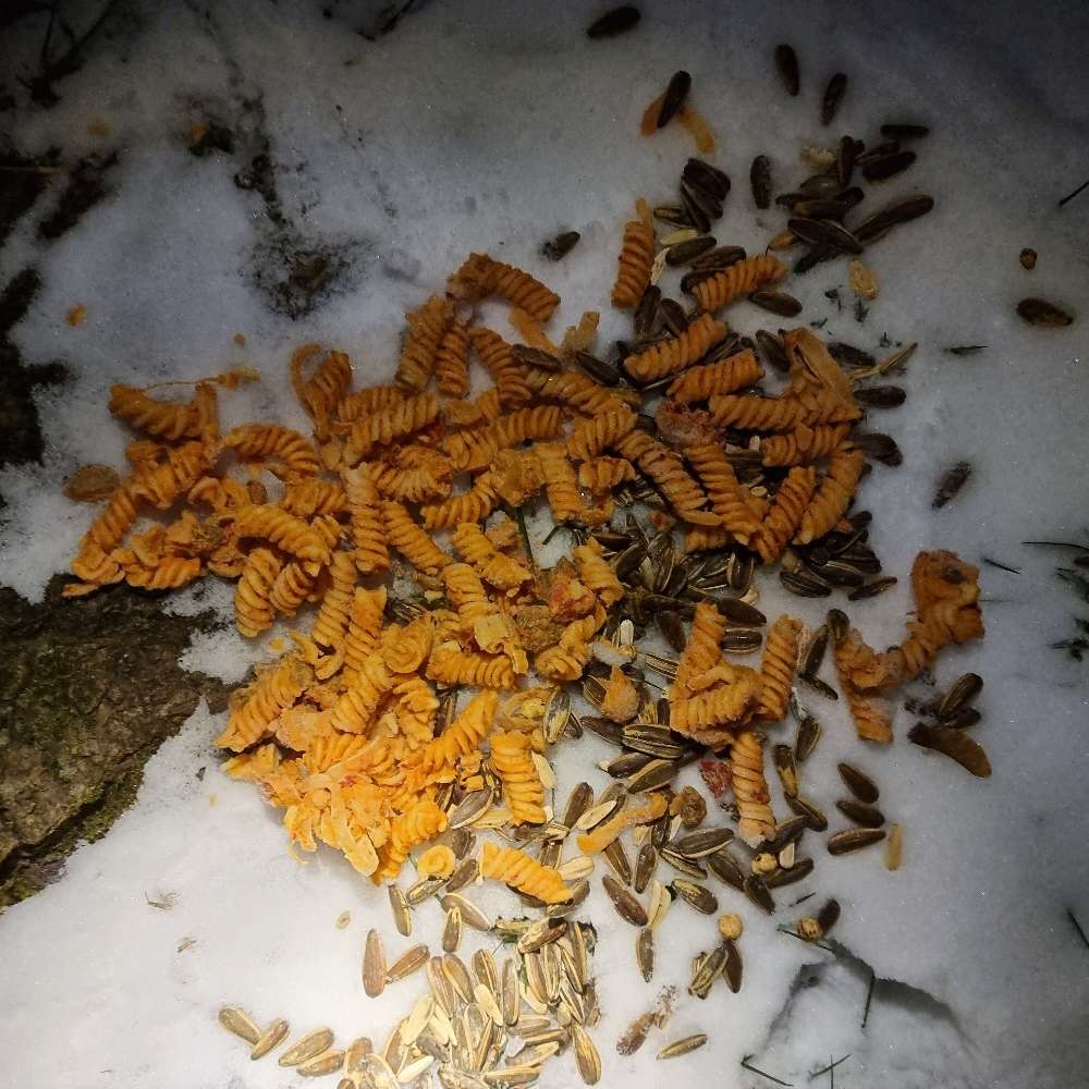 Giftköder-Vermutlicher Giftköder (Nudeln, Pilze)-Profilbild