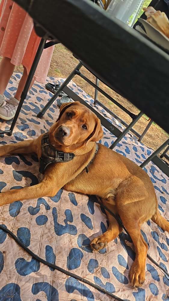 Hundetreffen-Spielkameraden gesucht-Profilbild