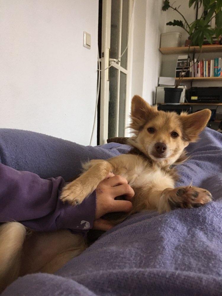 Hundetreffen-Hundefreunde gesucht!-Profilbild